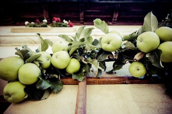 Фотопостер с яблоней и стеной