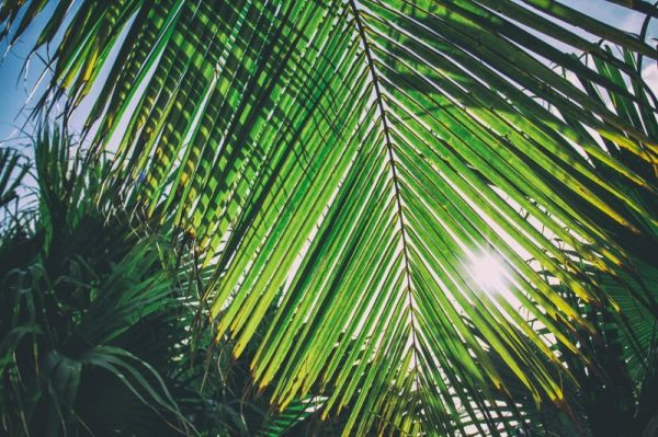Cолнечная пальма